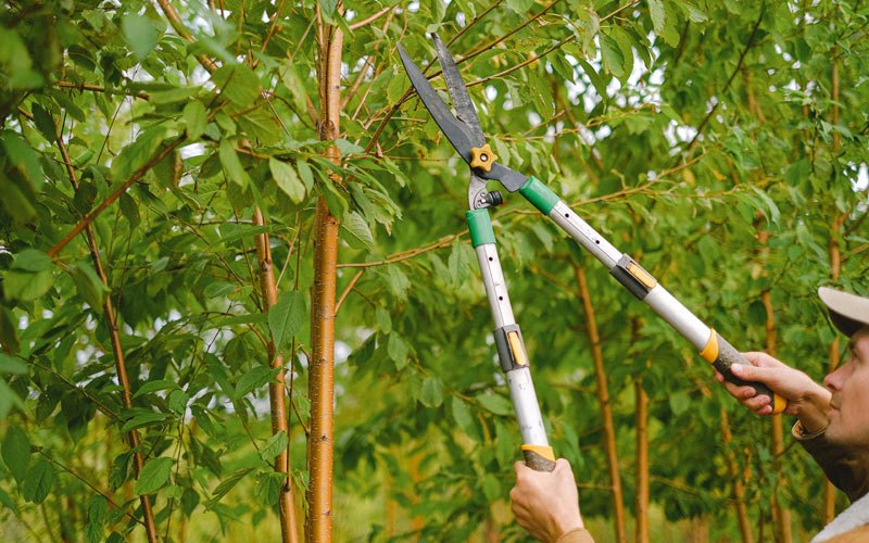 Tree trimming in Nooksack, WA