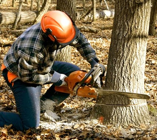 Tree Removal in Nooksack, WA